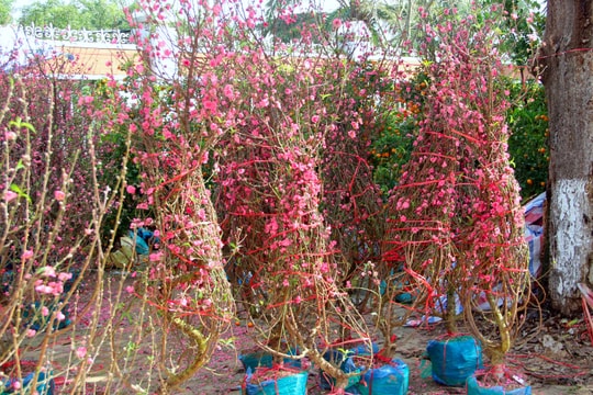 Đào bung nở hàng loạt, người bán thấp thỏm lo mất giá