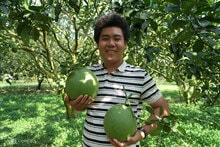 Vườn bưởi da xanh bán Tết kiếm hơn một tỷ đồng