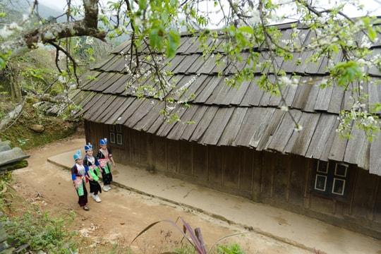 Ngắm mùa Xuân trên mái lợp pơ mu nơi rẻo cao Nghệ An