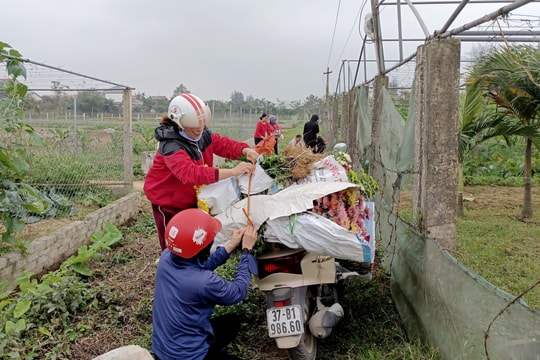 Nghệ An tấp nập người mua bán hoa tại vườn