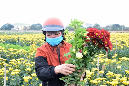 Hoa cúc Tết ở Nghệ An rẻ 'chưa từng thấy'