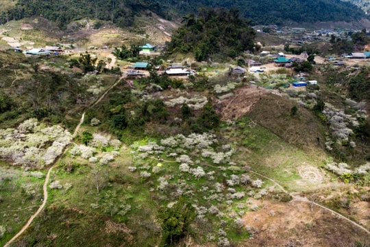 Thiên đường hoa mận Mường Lống ngày đầu năm