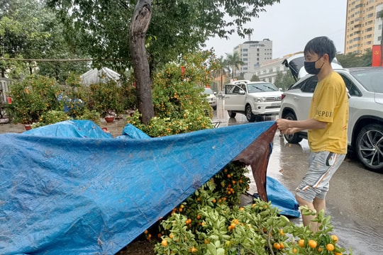 Nghệ An: Người buôn đào quất 'khóc ròng' vì cơn mưa cuối năm