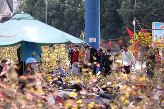 29 tết: Đào, mai nhộn nhịp khách mua, quất vẫn ế ẩm