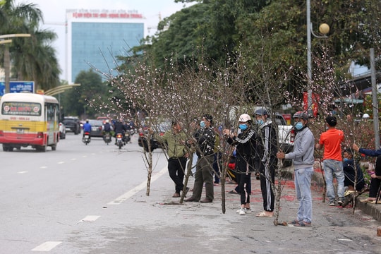 Đào, quất ở Nghệ An ế chỏng chơ chiều 30 Tết