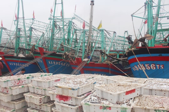 Ngư dân Nghệ An bội thu chuyến biển cuối năm 