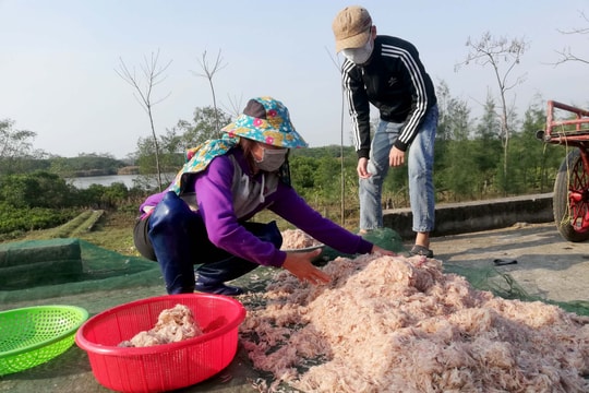 Ngư dân Nghệ An trúng ruốc biển ngày đầu năm mới