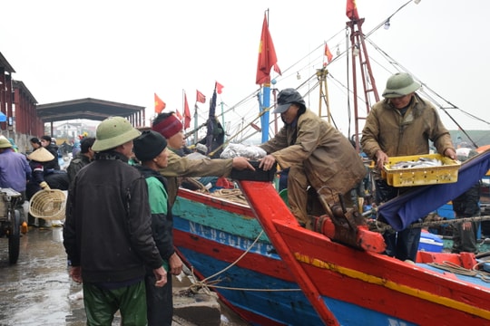Ngư dân Nghệ An đón 'lộc biển' đầu năm mới