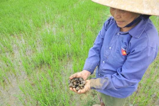  Ốc bươu vàng tràn ngập trên nhiều cánh đồng lúa xuân ở Nghệ An