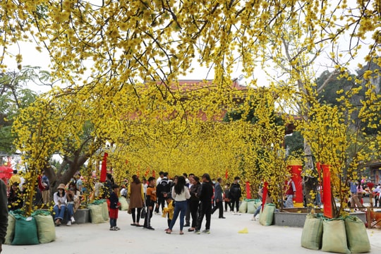 Rực rỡ cảnh sắc nhà chùa ngày Xuân