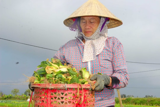 Giá rớt tận đáy, nông dân vựa rau Nghệ An xót xa chặt bỏ ngay tại ruộng