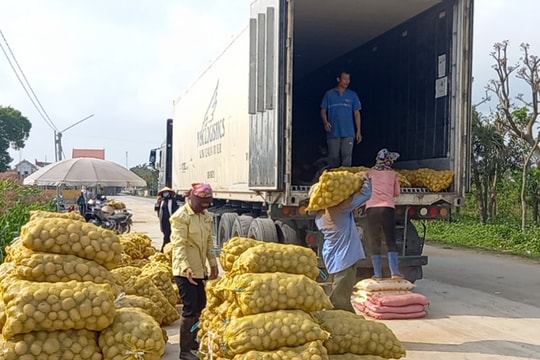 Nghệ An: Khoai tây được mùa được giá, nông dân phấn khởi