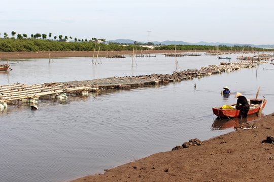 Đặc sản hàu Nghệ An rẻ chưa từng có