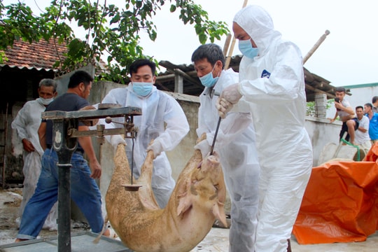 Nghệ An: Dịch tả lợn châu Phi và cúm gia cầm H5N6 tái phát sau Tết