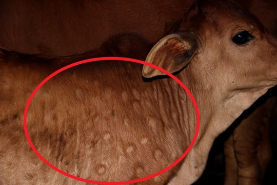 Nghệ An: Trâu bò xuất hiện bệnh lạ khiến người dân lo lắng