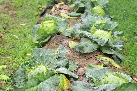 Rau sạch chất lượng cao ế ẩm, chủ nhà lưới lỗ thê thảm