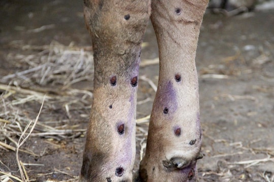 Xuất hiện thêm ổ dịch viêm da nổi cục trên trâu, bò ở Nghệ An