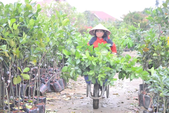 Nghệ An: Sau mùa hoa Tết, giống cây ăn quả về ngập các nhà vườn