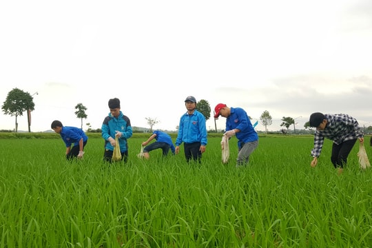 Nghệ An: Đoàn viên thanh niên đồng loạt xuống đồng bắt diệt ốc bươu vàng