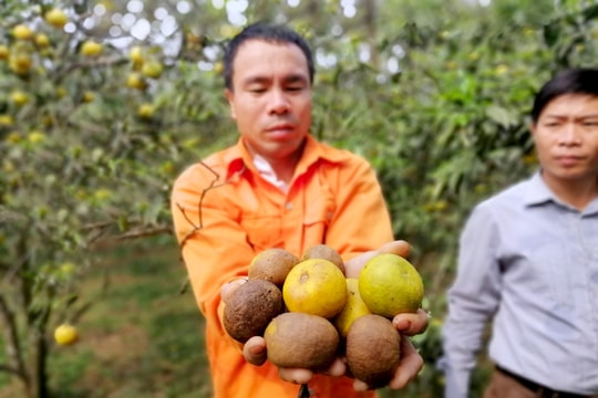 Quýt PQ đặc sản Nghệ An lại ế chỏng chơ, bán 2000 đồng/kg vẫn không có người mua