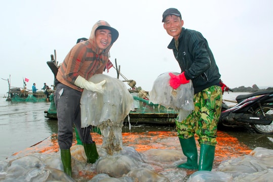 Ngư dân Nghệ An vào mùa đánh bắt sứa