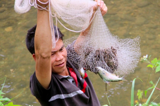 Đặc sản cá mát miền Tây Nghệ An 350.000 đồng/kg vẫn không có bán