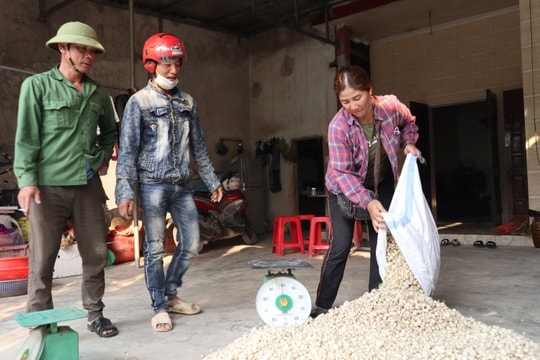 Giá rớt thảm, nông dân 'vựa' hành Nghệ An lỗ nặng