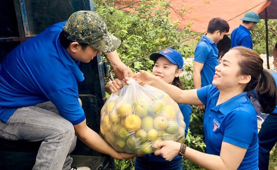 Nghệ An: Được giải cứu hàng tấn quýt, người dân bớt cảnh đứng ngồi không yên