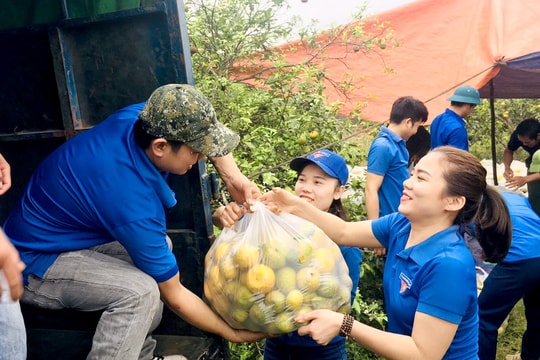 Tỉnh đoàn Nghệ An giải cứu hàng tấn quýt PQ cho người dân Nghĩa Đàn