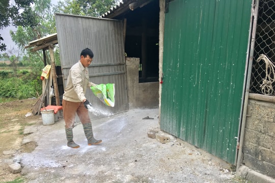 Dịch tả lợn châu Phi tái phát ở Đô Lương