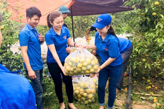 Nghệ An: Tiêu thụ 20 tấn quýt PQ trong ngày đầu tiên 'giải cứu'