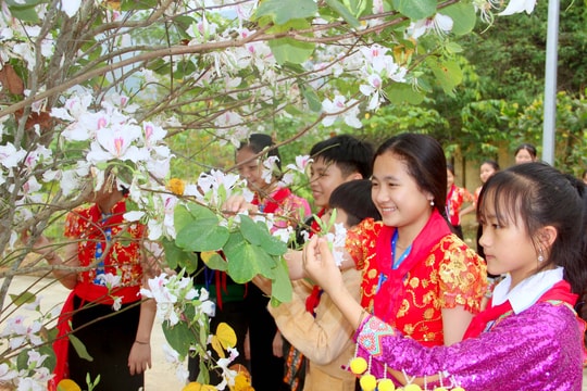 Tinh khôi sắc trắng hoa ban nơi phố núi xứ Nghệ