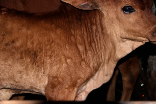 Dịch viêm da nổi cục bùng phát mạnh tại 8 huyện ở Nghệ An 