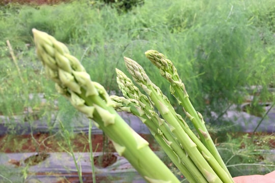 Măng tây cho thu nhập cao ở Nghệ An