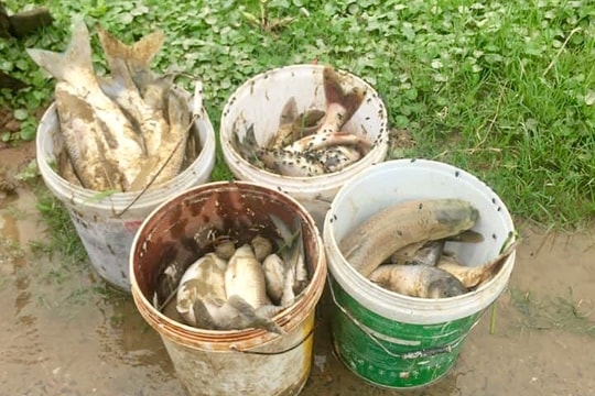 Nghi án kẻ xấu đổ thuốc trừ sâu xuống ao cá ở Đô Lương