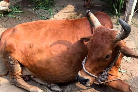 Bùng phát thêm ổ dịch viêm da nổi cục trên trâu, bò ở TP.Vinh