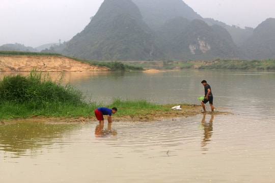 Cá, tôm chết hàng loạt một cách bất thường trên sông Con ở Nghệ An