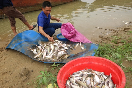 Nghệ An: Cá chết trắng trên sông Con do có 'nguồn nước lạ' chảy vào? 