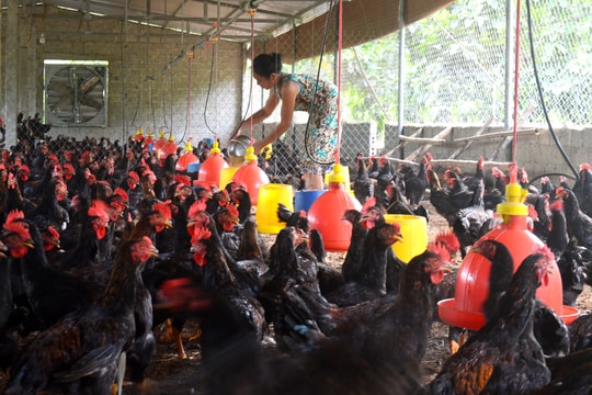 Thức ăn chăn nuôi tăng giá chóng mặt, nông dân gặp khó khăn 'kép'