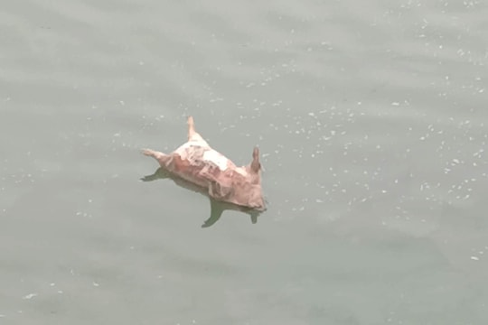 Vứt xác lợn chết ra môi trường, nguy cơ bùng dịch trên diện rộng