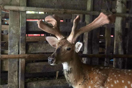 Cặp nhung hươu 'đột biến', khách trả gần 60 triệu đồng