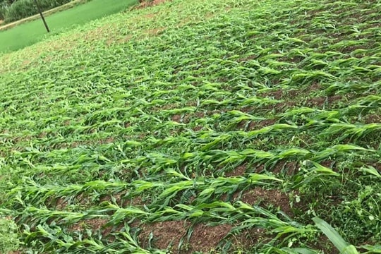 Nghệ An: Hàng trăm ha ngô đổ rạp trong đêm do mưa lớn