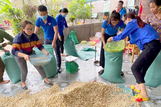 Nghệ An: Giải cứu gần 10 tấn hành tăm cho nông dân