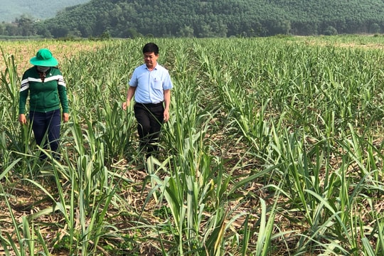 Tân Kỳ: Cây mía được chú trọng đầu tư vì đầu ra bền vững 