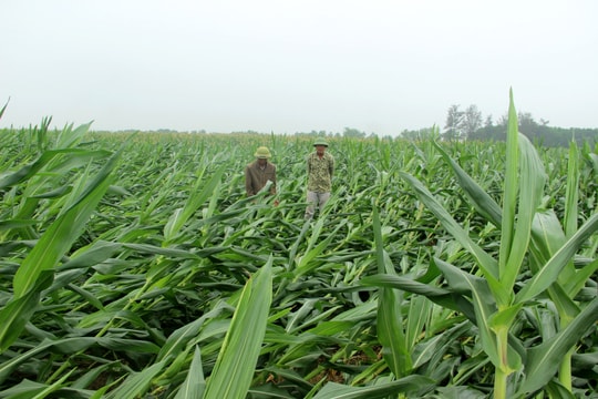 Nghệ An: Hàng trăm ha ngô đổ rạp chờ giải cứu