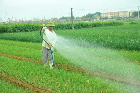 Hướng đi nào để hạn chế tình trạng nông sản phải 'giải cứu'?