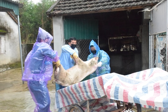 28 xã của huyện Thanh Chương có bệnh dịch tả lợn châu Phi