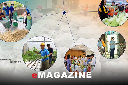 Tìm hướng đi bền vững cho nông sản - Kỳ 1: Rau, quả 'nằm vườn' chờ giải cứu