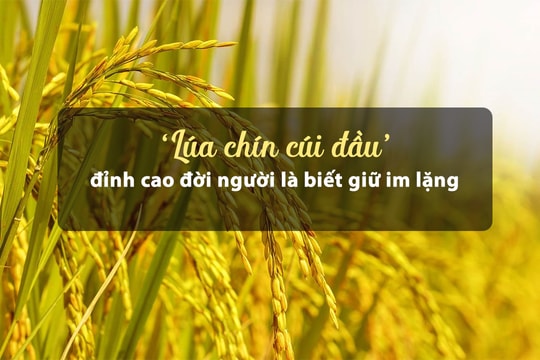 'Lúa chín cúi đầu' - đỉnh cao đời người là biết giữ im lặng