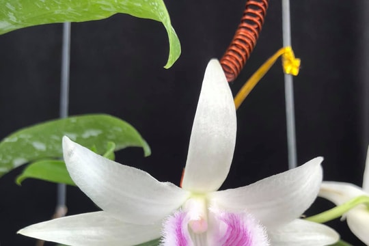 Tổng cục Thuế ra văn bản đốc thúc thu thuế kinh doanh lan đột biến